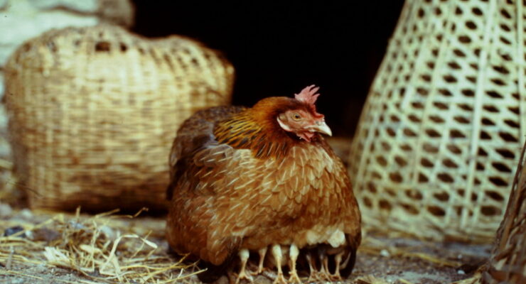 The Mother Hen–A Symbol of God’s Love